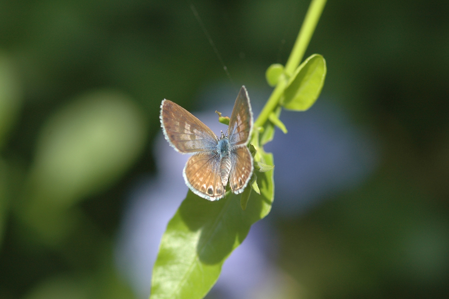 Leptotes marina - Marine Blue