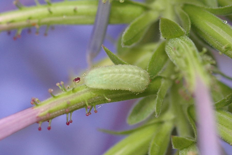 Leptotes marina - Marine Blue larva