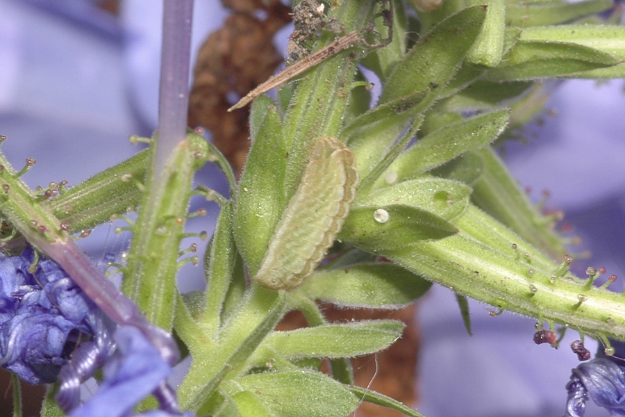 Leptotes marina - Marine Blue larva