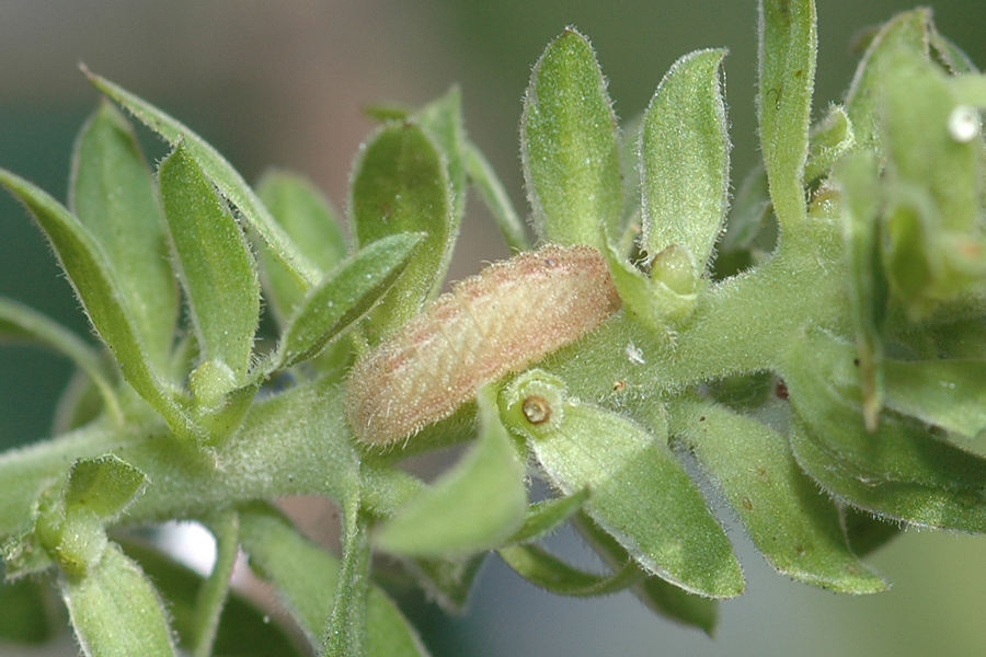 Leptotes marina - Marine Blue larva
