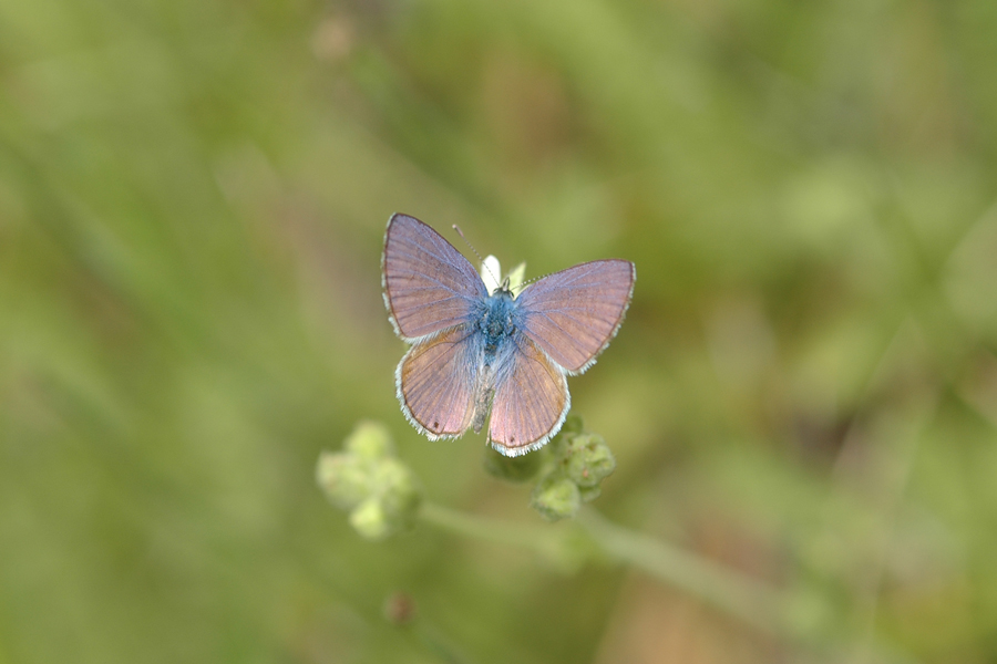Leptotes marina - Marine Blue