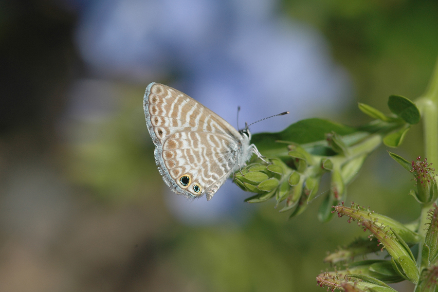 Leptotes marina - Marine Blue