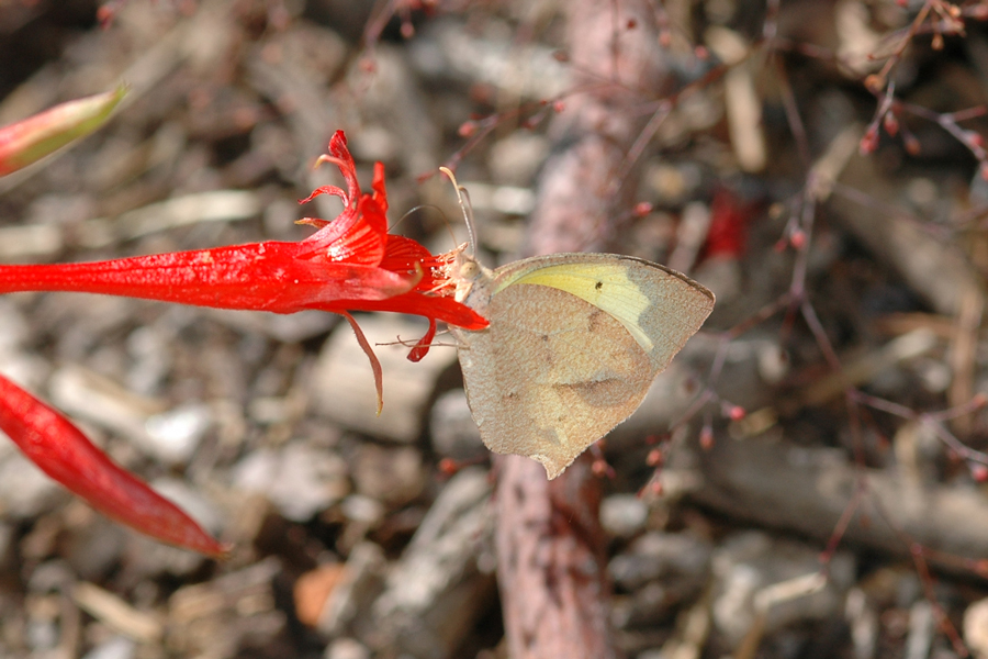 Mexican Yellow - Eureme mexicana