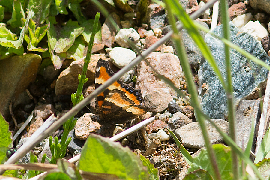 Nymphalis milberti subpallida - Milbert's Tortoiseshell