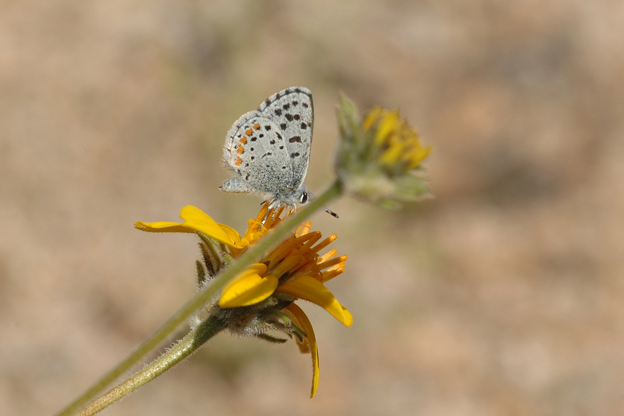 Euphilotes mojave - Mojave Blue