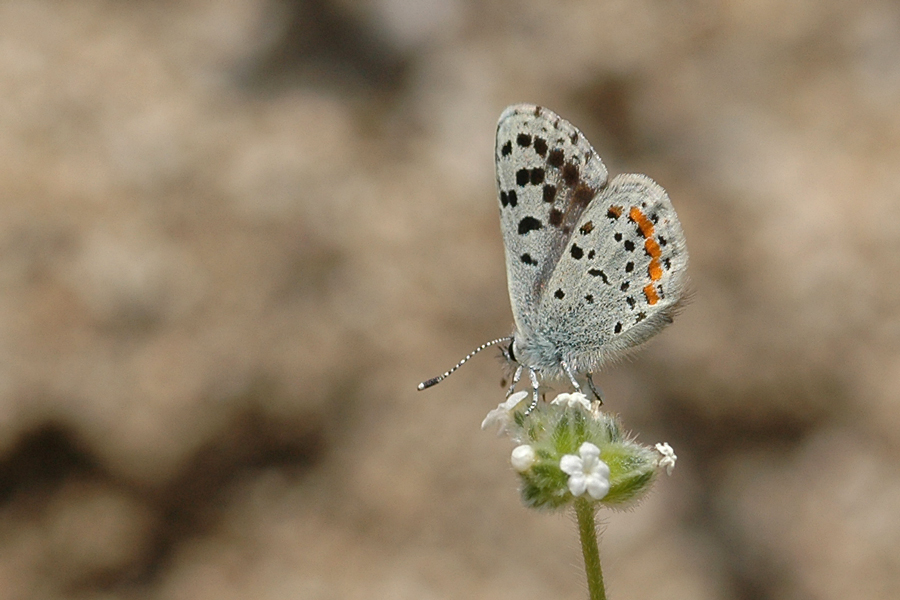 Euphilotes mojave - Mojave Blue