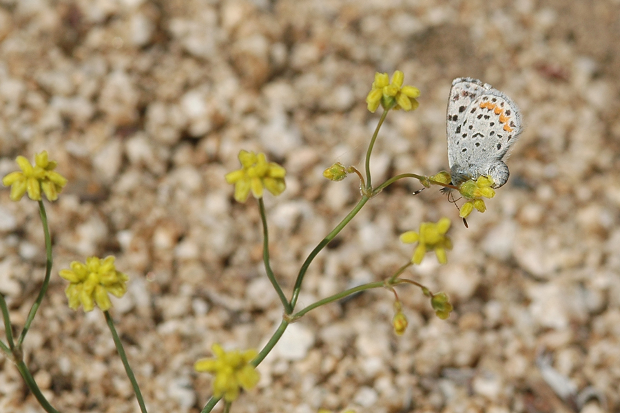 Euphilotes mojave - Mojave Blue