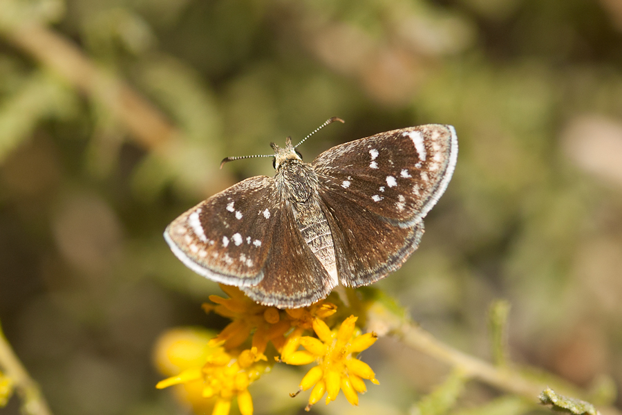 Hesperopsis libya libya - Mojave Sootywing