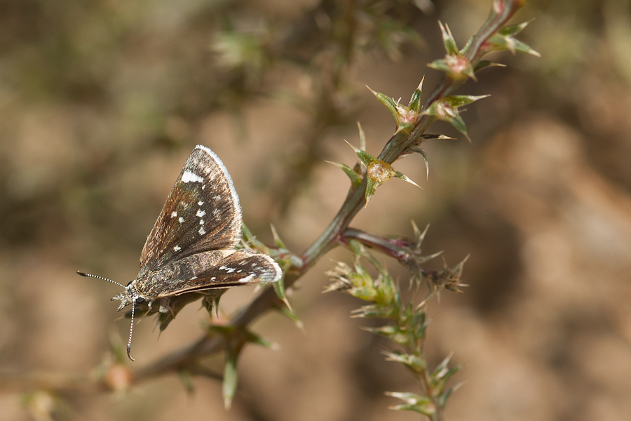Hesperopsis libya libya - Mojave Sootywing