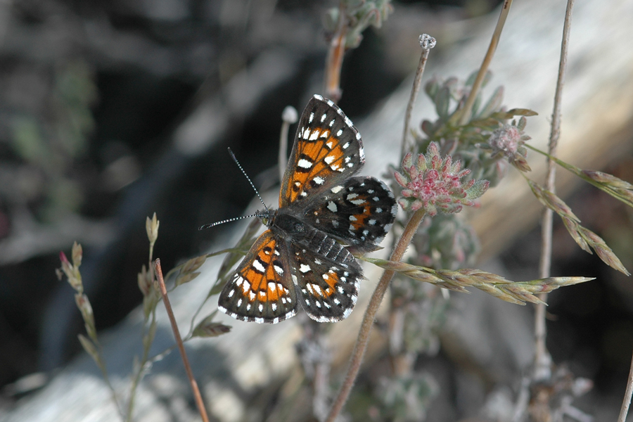 Apodemia virgulti mojavelimbus - Ord Mountains Metalmark