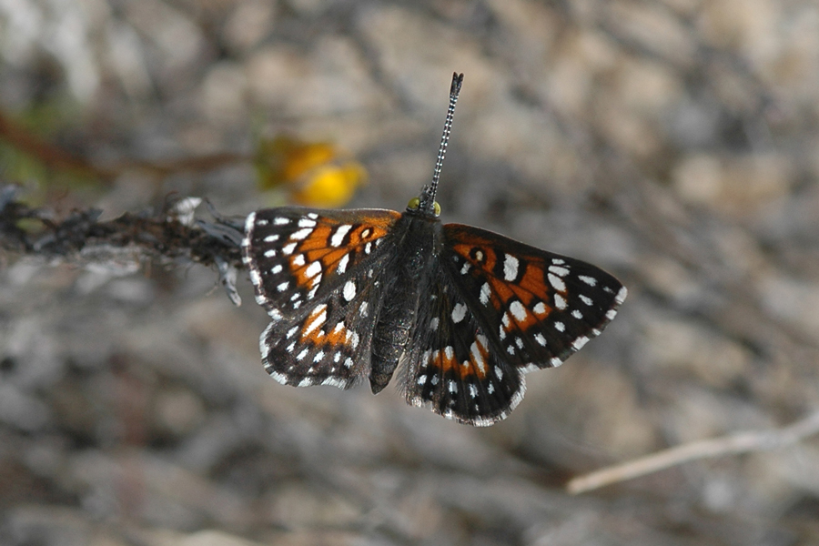 Apodemia virgulti mojavelimbus - Ord Mountains Metalmark