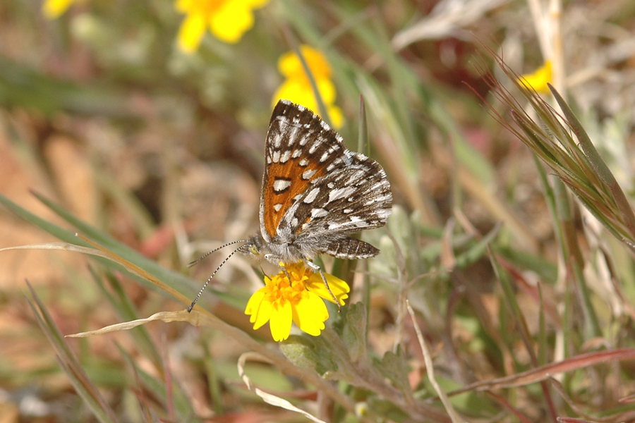 Apodemia virgulti mojavelimbus - Ord Mountains Metalmark