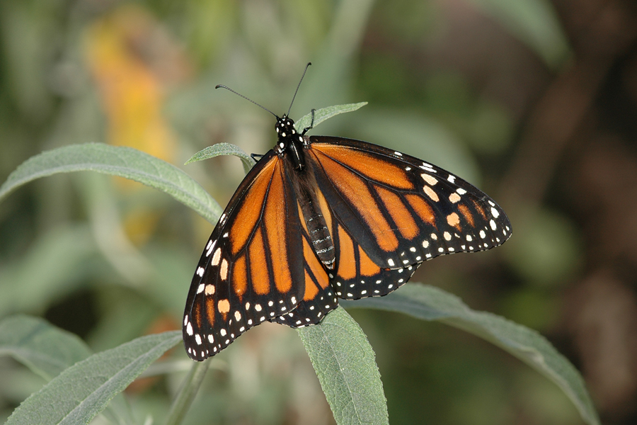 Danaus plexippus - Monarch