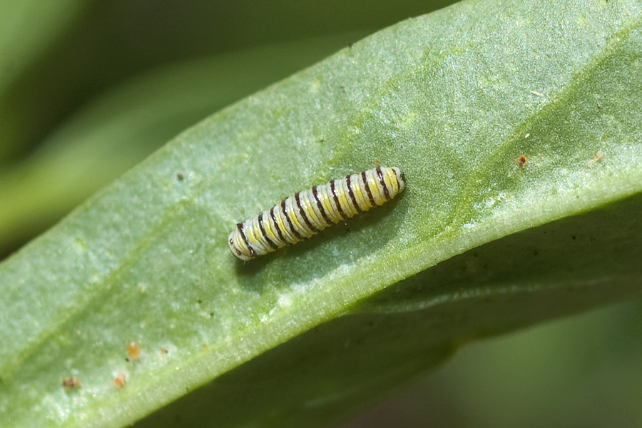 Second instar larva of Danaus plexippus - Monarch butterfly