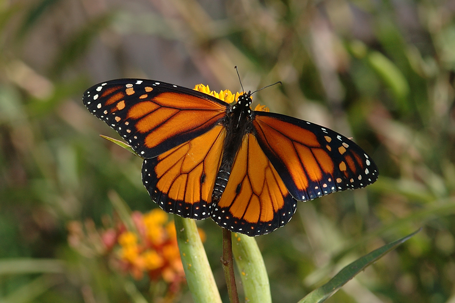 Danaus plexippus - Monarch