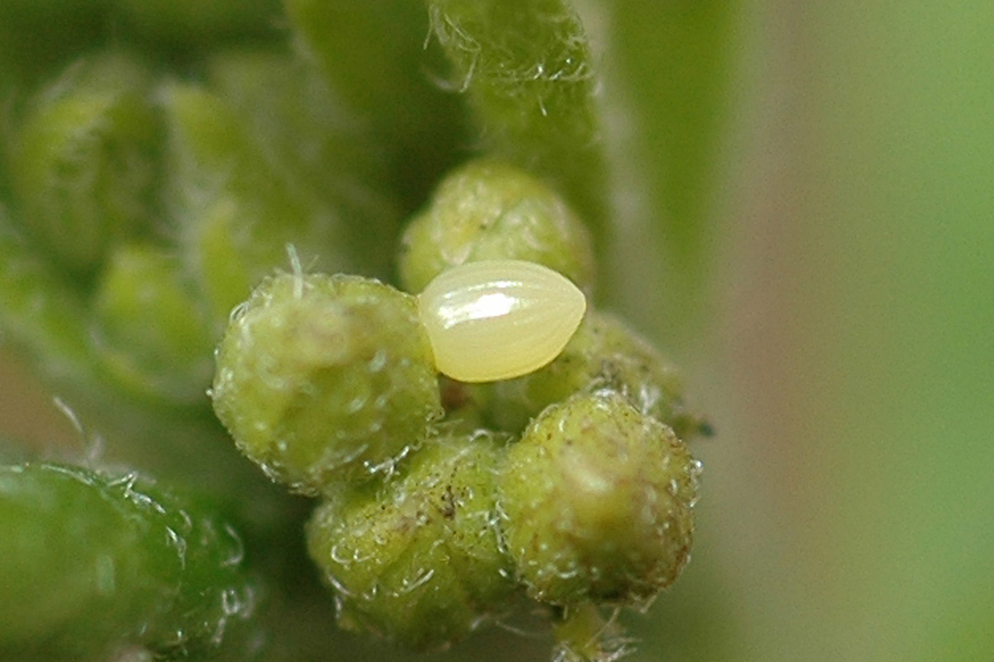 Egg of Danaus plexippus - Monarch