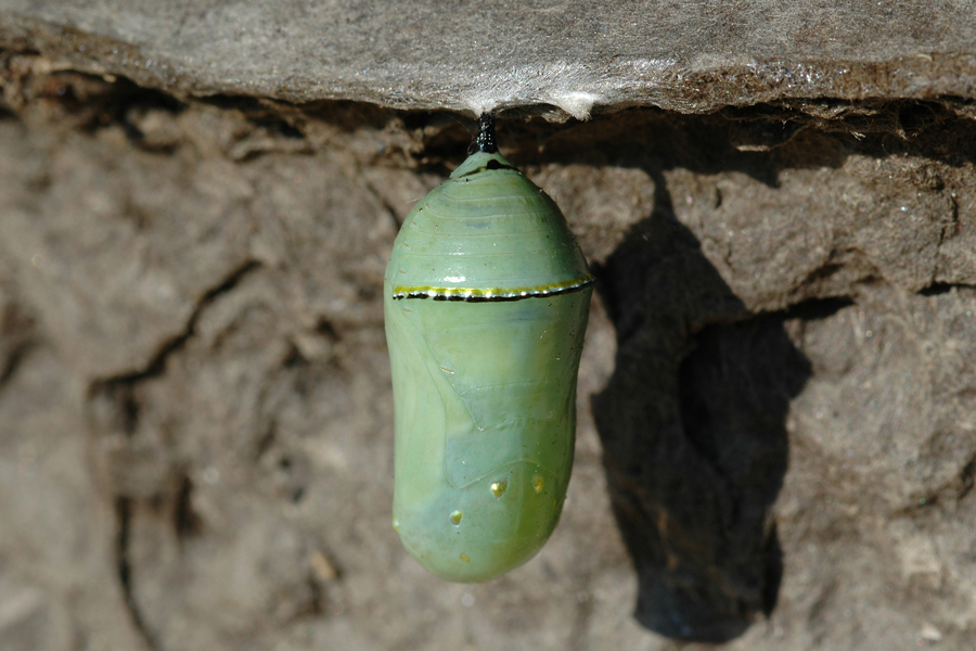 Pupa of Danaus plexippus - Monarch