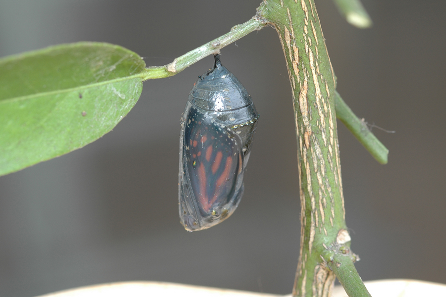 Pupa of Danaus plexippus - Monarch