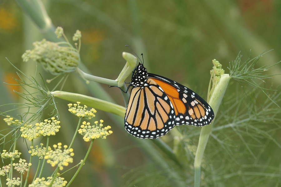 Danaus plexippus - Monarch