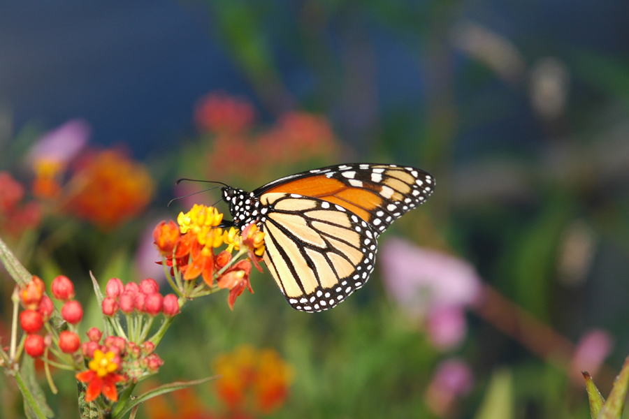 Danaus plexippus - Monarch