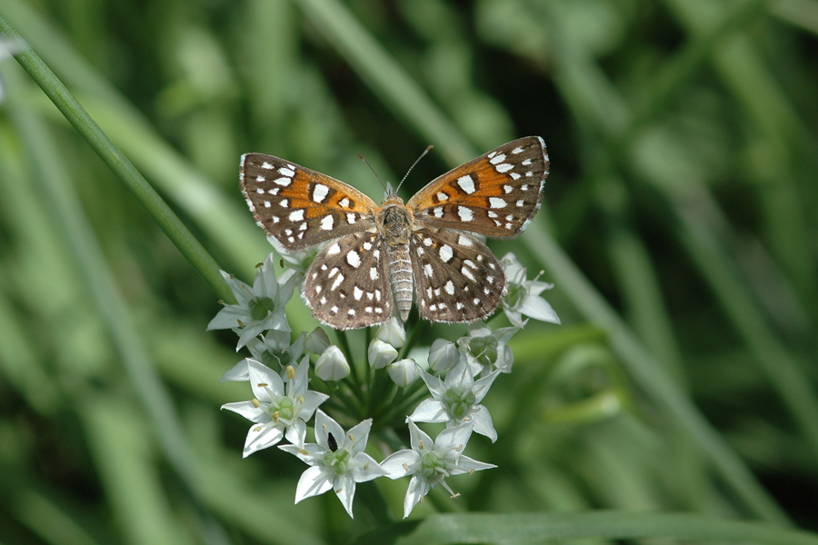 Apodemia mormo autumnalis - Autumn Mormon Metalmark