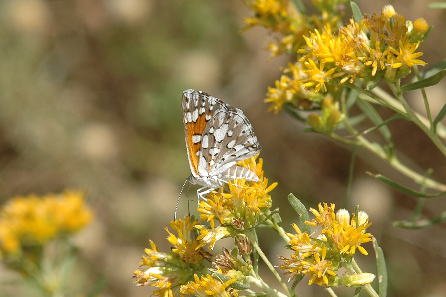 Apodemia mormo autumnalis - Autumn Mormon Metalmark