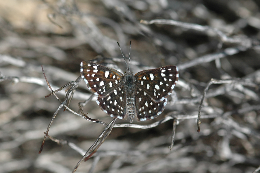 Apodemia mormo nr mormo - Mormon Metalmark