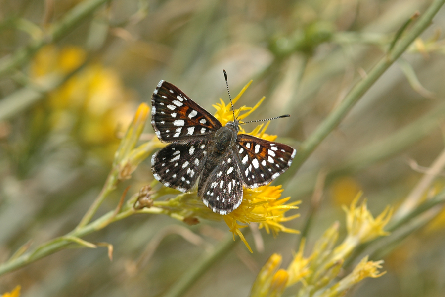 Apodemia mormo nr mormo - Mormon Metalmark