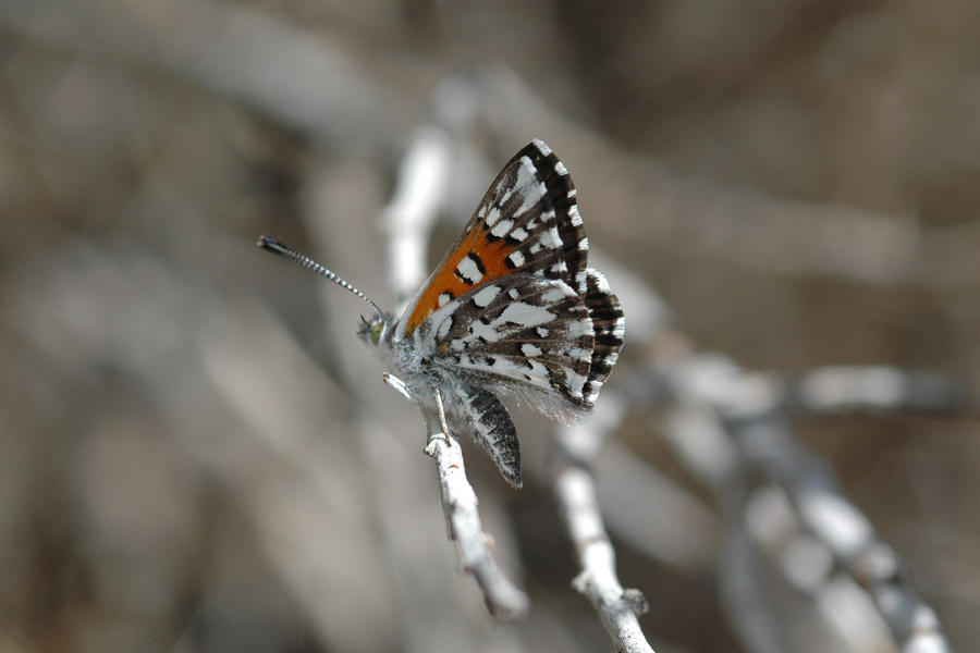 Apodemia mormo nr mormo - Mormon Metalmark