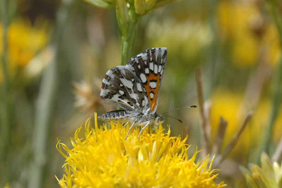 Apodemia mormo nr mormo - Mormon Metalmark