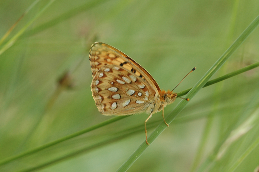 Mormon Fritillary