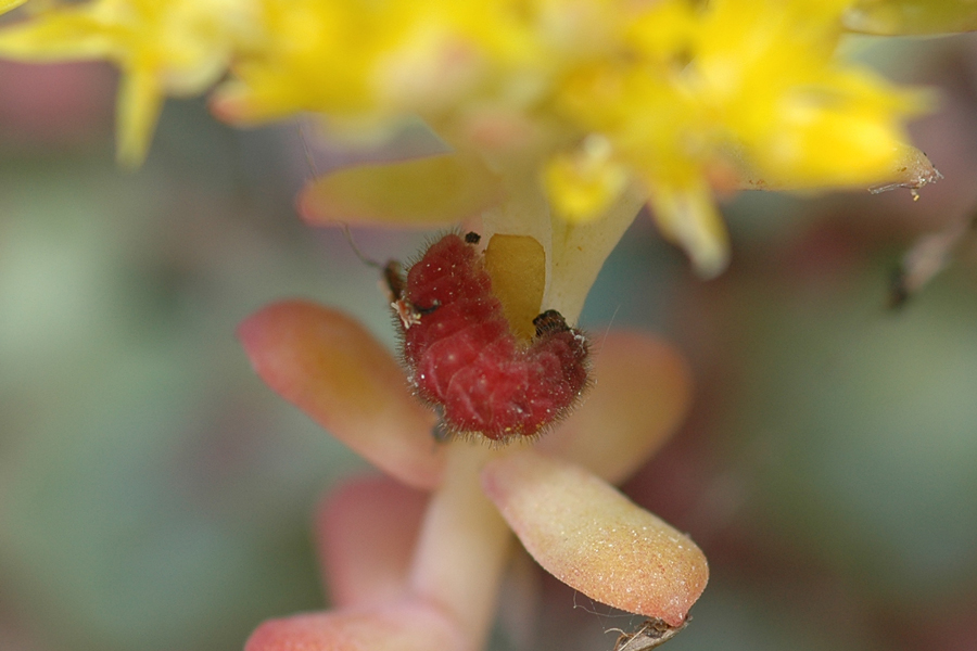 larva of Incisalia mossii hidakupa