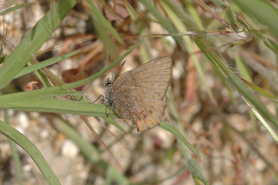 Callophrys mossii hidakupa