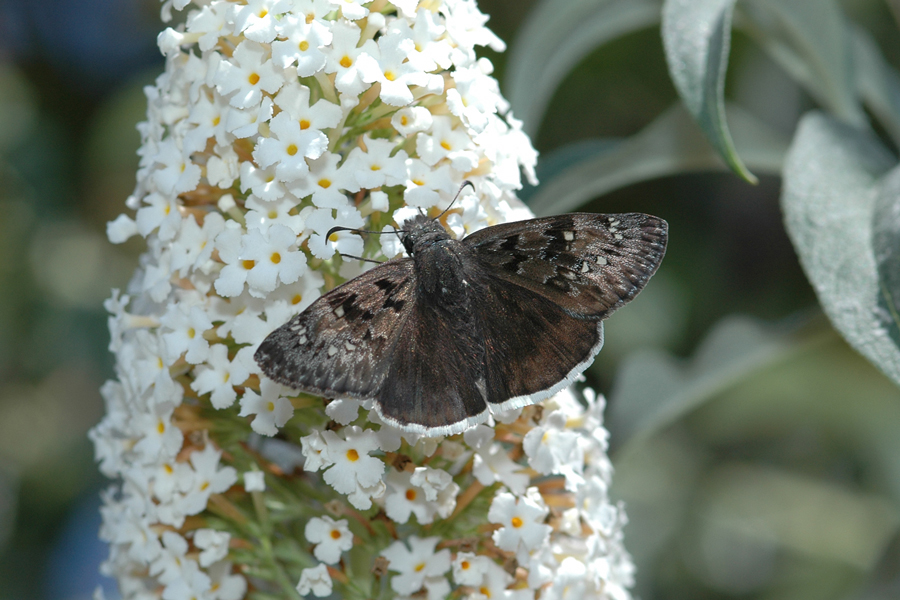 Erynnis tristis tristis - Mournful Duskywing