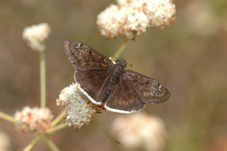 Erynnis tristis tristis - Mournful Duskywing