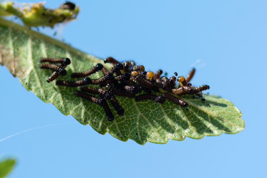 Young larvae of Nymphalis antiopa - Mourning Cloak on a chinese elm tree