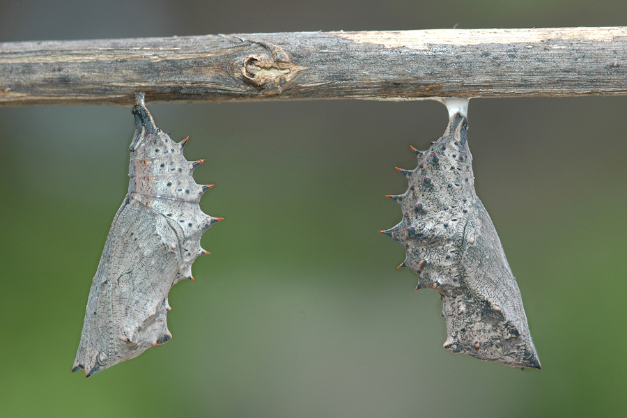 Chrysalis of Nymphalis antiopa - Mourning Cloak