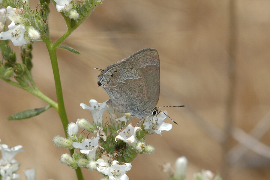 Satyrium tetra - Mountain Mahogany Hairstreak