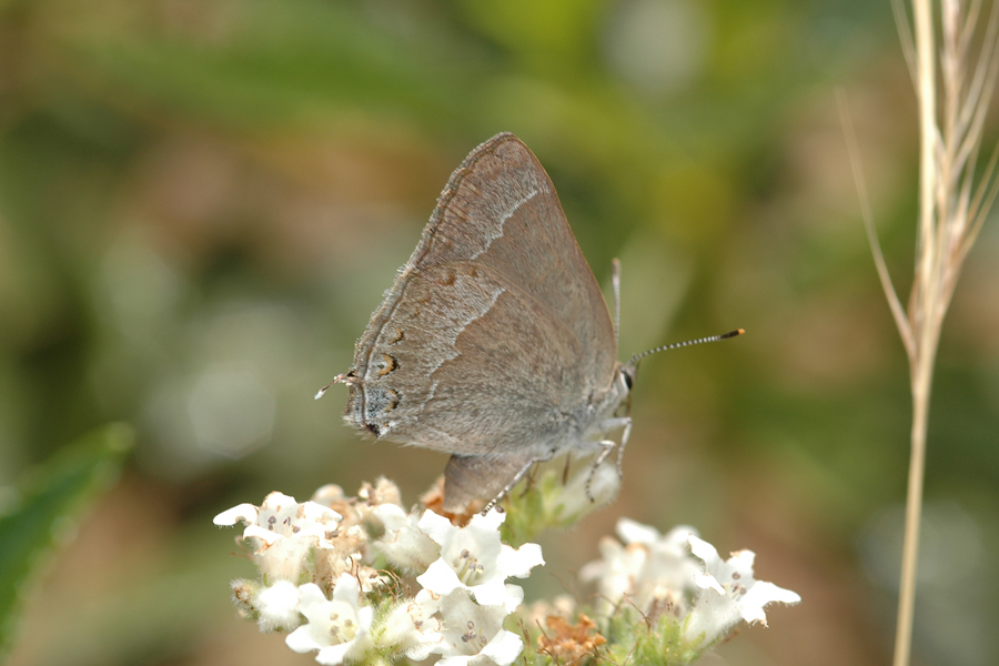 Satyrium tetra - Mountain Mahogany Hairstreak