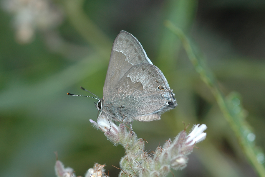 Satyrium tetra - Mountain Mahogany Hairstreak