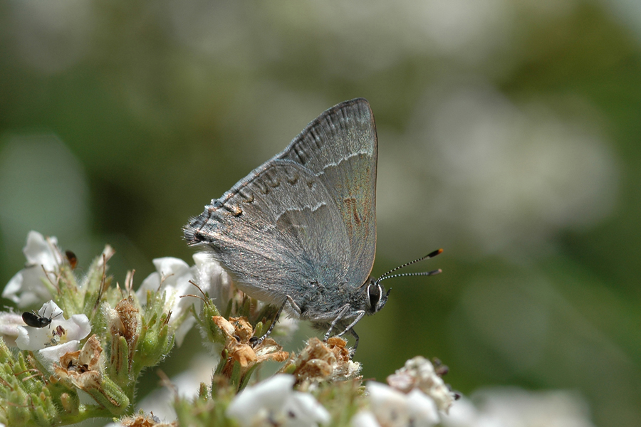 Satyrium tetra - Mountain Mahogany Hairstreak