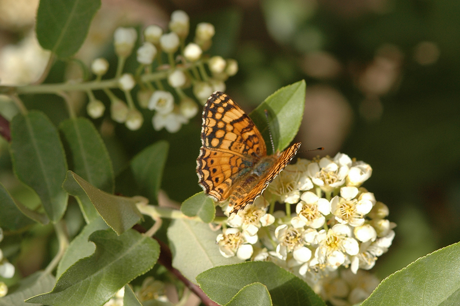Phyciodes mylitta - Mylitta Crescent