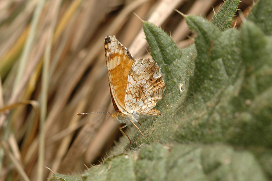 Phyciodes mylitta - Mylitta Crescent