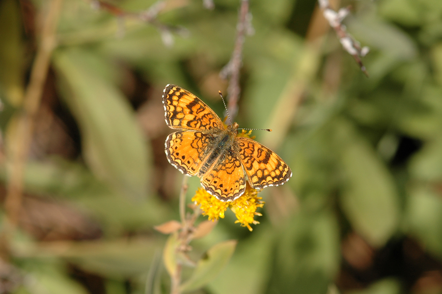 Phyciodes mylitta - Mylitta Crescent