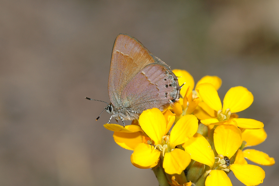 Callophrys nelsoni nelsoni- Nelson's Hairstreak