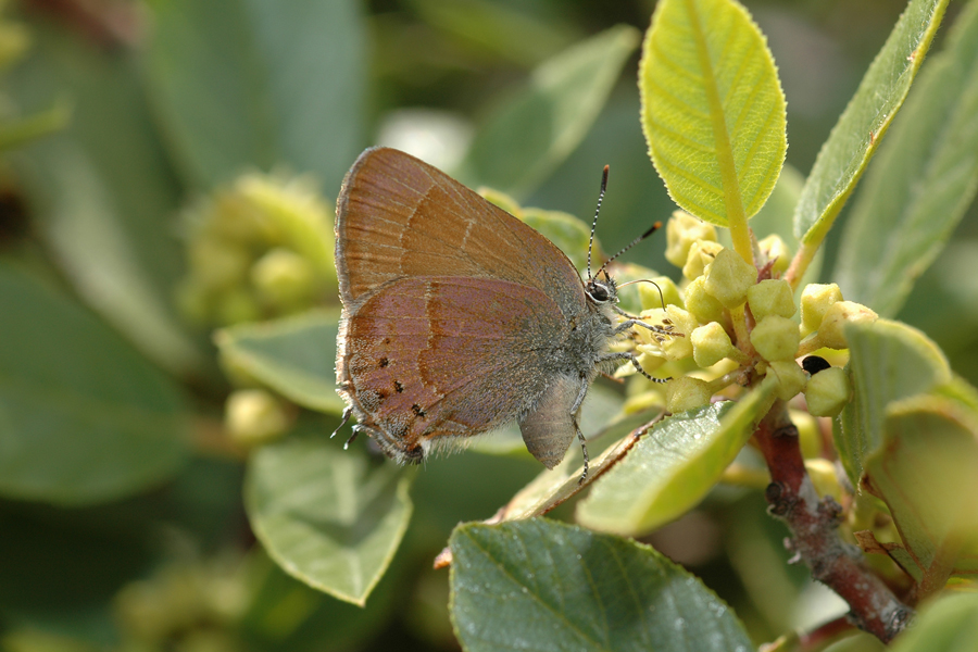 Callophrys nelsoni nelsoni- Nelson's Hairstreak