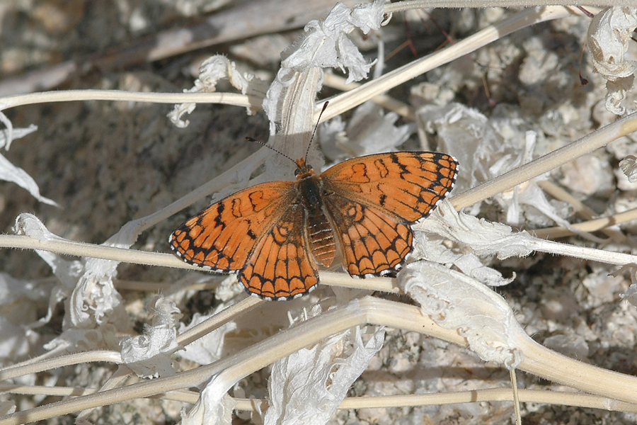 Neumoegen's Sagebrush Checkerspot