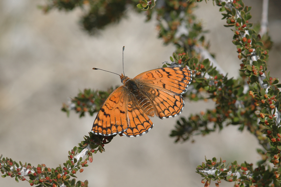 Neumoegen's Sagebrush Checkerspot