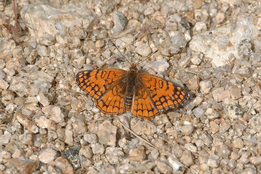 Neumoegen's Sagebrush Checkerspot