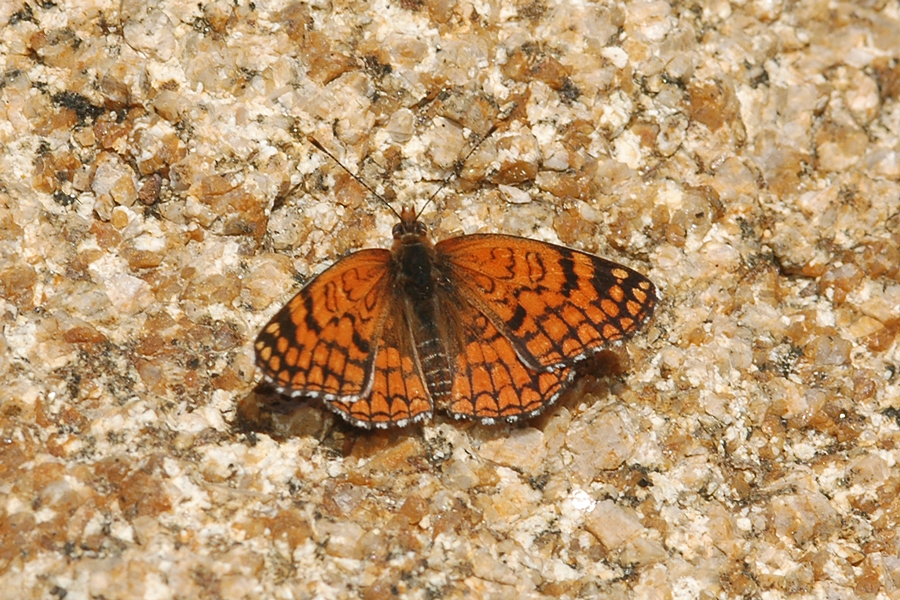 Neumoegen's Sagebrush Checkerspot